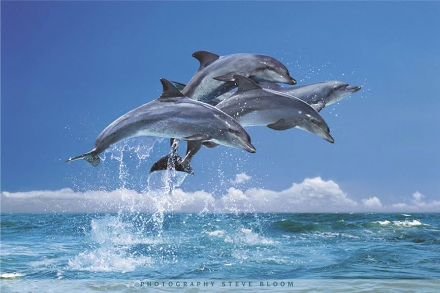 Amazon.co.jp: Studio B 4つDolphinsポスター : ホーム＆キッチン